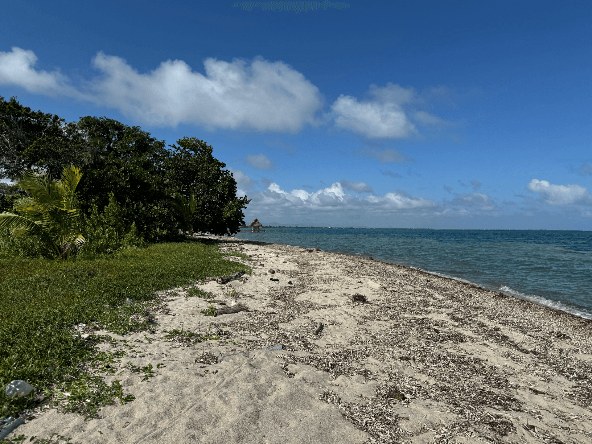 Sandy beach with scattered seaweed, lush greenery, and blue ocean under a clear sky.